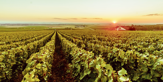 Un champs de vigne